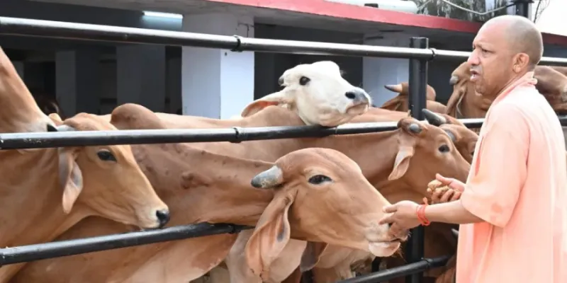 गोशालाओं में IIT कानपुर की तकनीक, गांवों की तस्वीर बदलेगी! गोबर-गोमूत्र से बनेगा ऑर्गेनिक फर्टिलाइजर