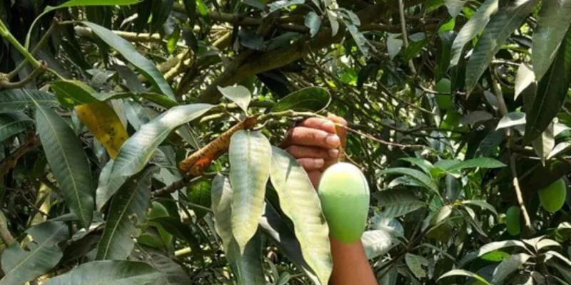 Indian Mango Export:  सिंगापुर पहुंचा 'बंगानापल्ली' समुद्र के रास्ते पहुंची 5 टन की खेप, किसानों को मिला दोगुना दाम