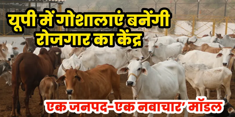 यूपी में गोशालाएं बनेंगी रोजगार का केंद्र, ‘एक जनपद-एक नवाचार’ मॉडल से बढ़ेगी ग्रामीण अर्थव्यवस्था