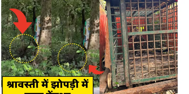 श्रावस्ती में झोपड़ी में घुसा तेंदुआ: वन विभाग ने रेस्क्यू कर सुरक्षित जंगल में छोड़ा