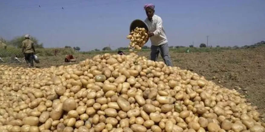 Potato farmers: आलू किसानों को सरकार का बड़ा तोहफा, भाव गिरने पर मिलेगा पैसा और भंडारण भाड़े में छूट 5 426