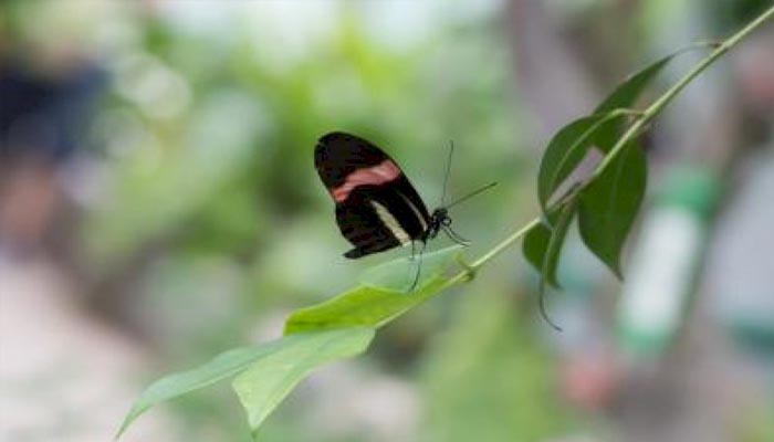 उप्र: गोरखपुर में जल्द सजेगा तितलियों का रंग-बिरंगा संसार