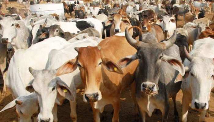 बरेली: गौ तस्कर को छुड़ाने पहुंचा फर्जी मीडियाकर्मी, पुलिस ने बैठाया
