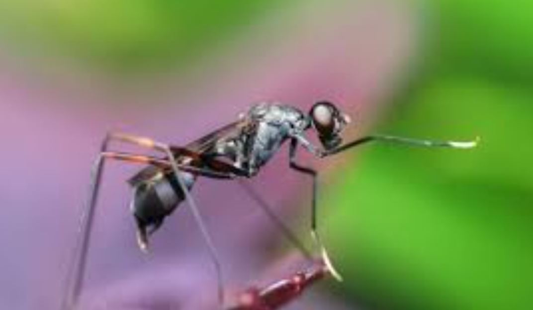 बरेली: मंडल में कमजोर हो रहा डेंगू मलेरिया का डंक