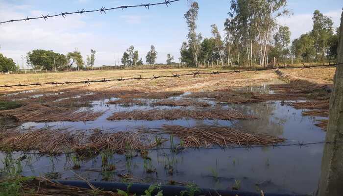हरदोई: तीन दिन से हो रही बेमौसम बारिश ने किसानों की बढ़ाई चिंता