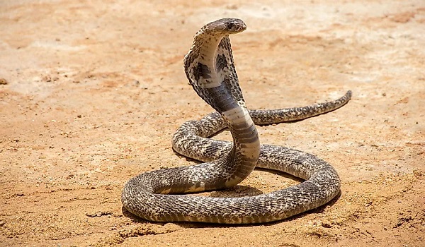 बिजनौर: पालतू कुत्ते ने कोबरा को मार कर मालिक की बचाई जान
