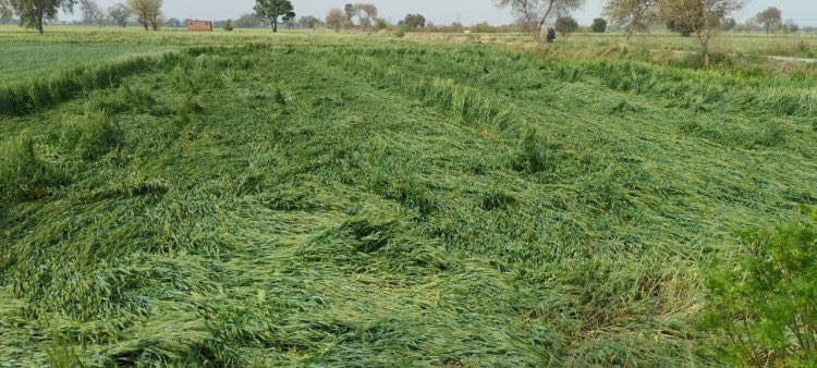 बरेली: मंहगाई ने कमर तोड़ी, कुदरत की मार से किसान बर्बाद