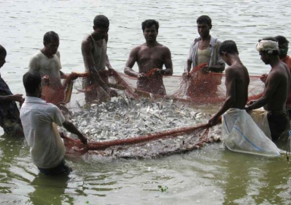 बीएमएस ने कहा- सरकार को करना चाहिए मछली पालन पर सब्सिडी हटाने का कड़ा विरोध
