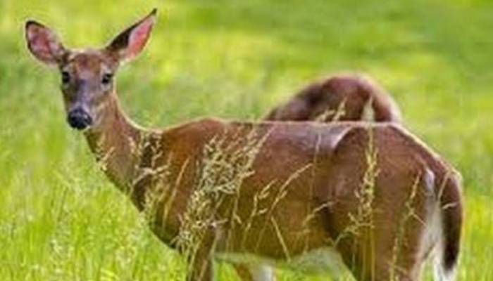 सीतापुर: शिकारियों ने हिरण का शिकार कर गायब किया शव, तलाश में जुटी पुलिस