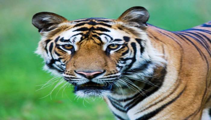 बहराइच: बाघ ने बच्चे पर किया हमला, हालत गंभीर, रात्रि गश्त के लिए रवाना हुए वनकर्मी