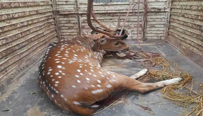 बहराइच: गांव में पहुंचा हिरण, वन कर्मियों ने पहुंचाया गोरखपुर चिड़ियाघर