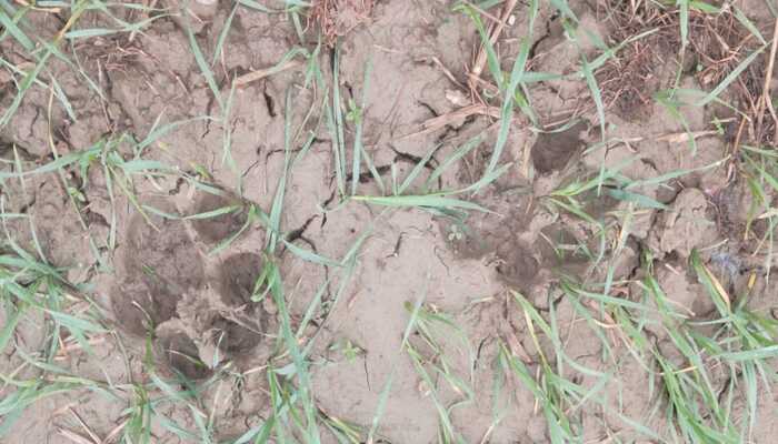बहराइच: हाईवे के निकट खेत में पहुंचा तेंदुआ, वन कर्मियों ने की पुष्टि