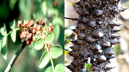 बड़े काम का तिमूर, औषधीय तत्व के साथ-साथ इसकी लकड़ी का भी धार्मिक महत्व ...