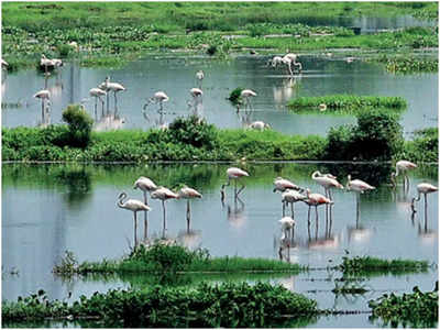 गुजरात का खिजादिया और उत्तर प्रदेश का बखिरा वन्यजीव अभयारण्य रामसर स्थल घोषित