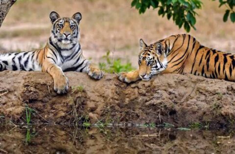 हल्द्वानी से नेपाल बॉर्डर तक होगी बाघों की गिनती,वन विभाग ने लगाए ट्रैपिंग कैमरे