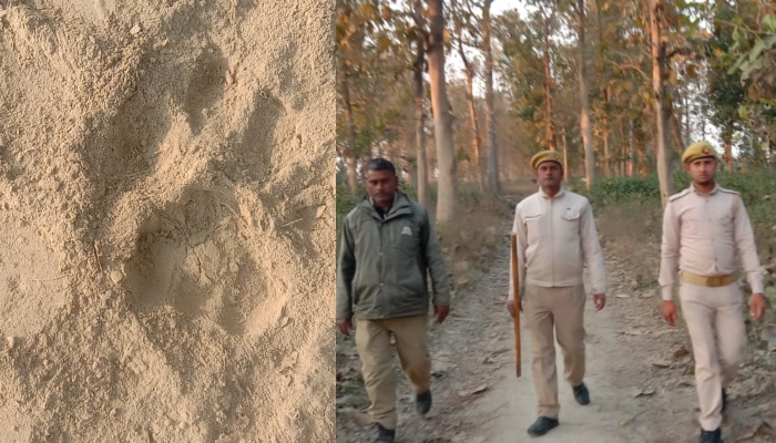 बहराइच: मधवापुर गांव में निकला तेंदुआ, वन कर्मियों ने शुरू की कांबिंग