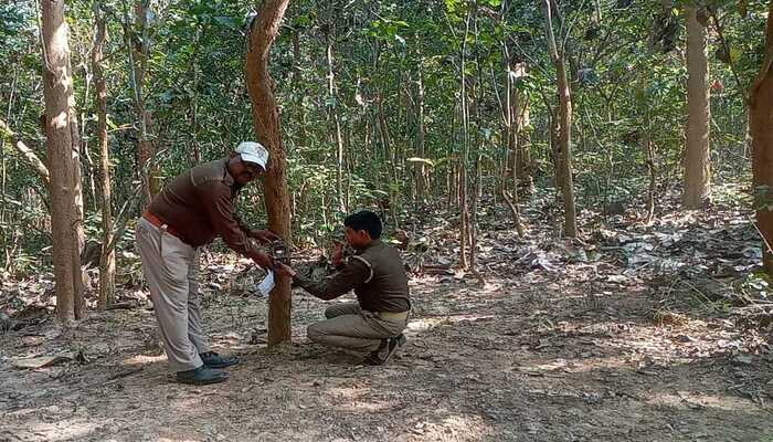 बहराइच: कतर्नियाघाट जंगल में बाघों की गणना के लिए लगाए गए कैमरे, चिप में कैद होगी बाघ की तस्वीर