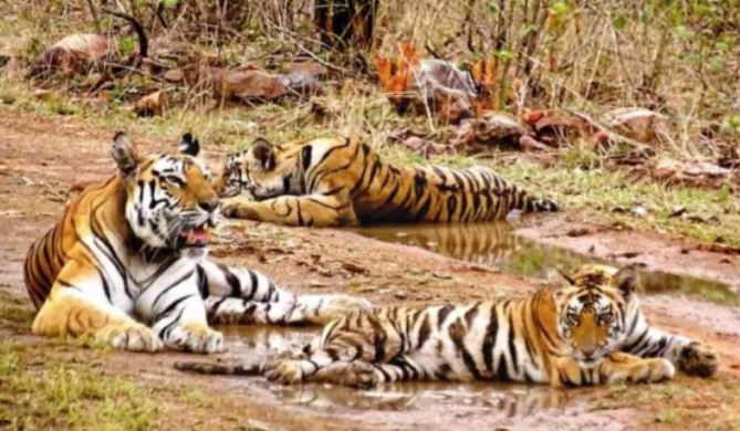 मध्य प्रदेश के पेंच टाइगर रिजर्व में मृत मिला बाघ, 15 दिन में राज्य में पांच बाघों की मौत