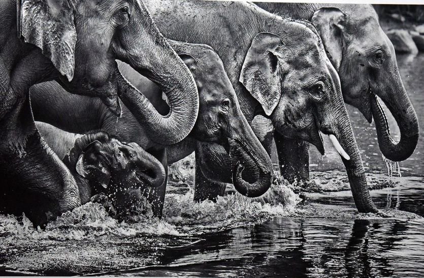 पीलीभीत: बराही और माला रेंज में हाथियों के बनेगें तालाब-शेड