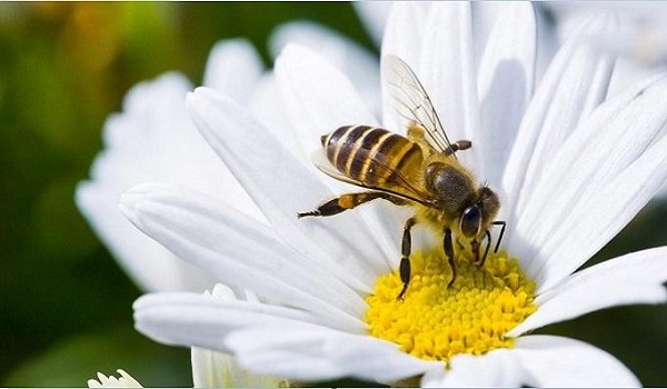 हम जिसे पसंद करते हैं, उसे पाना क्यों चाहते हैं, मधुमक्खियों के दिमाग से खुला राज