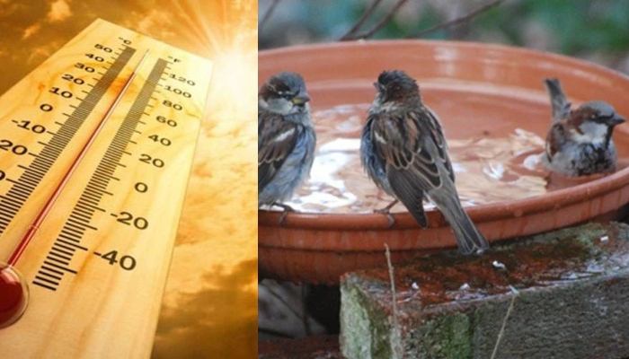 कानपुर: 42 डिग्री के पार पहुंचा तापमान, इंसानों के साथ-साथ पशु-पक्षी भी बेहाल, मौसम विभाग ने दी चेतावनी