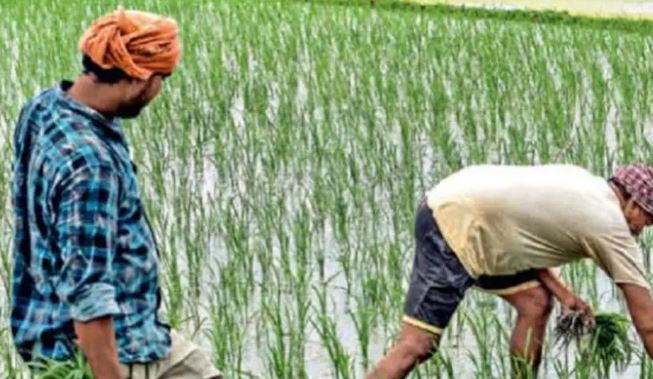 बरेली: धान के बीज को नहीं तरसेंगे किसान
