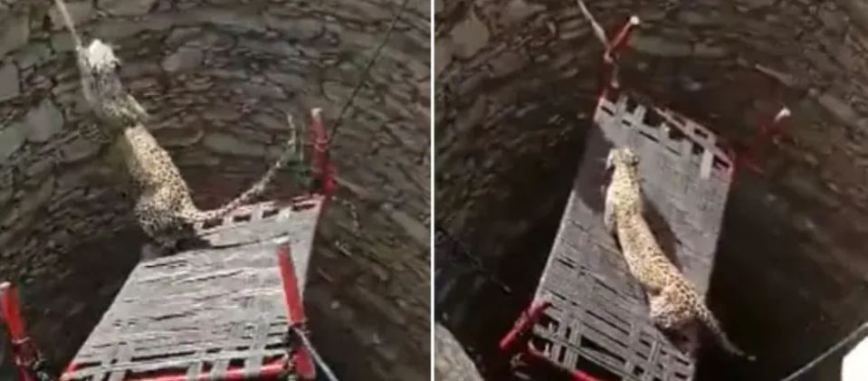 Video  में देखें, जब कुएं में गिरे तेंदुए की जान हड़प्पा टेक्नोलॉजी से बचाई
