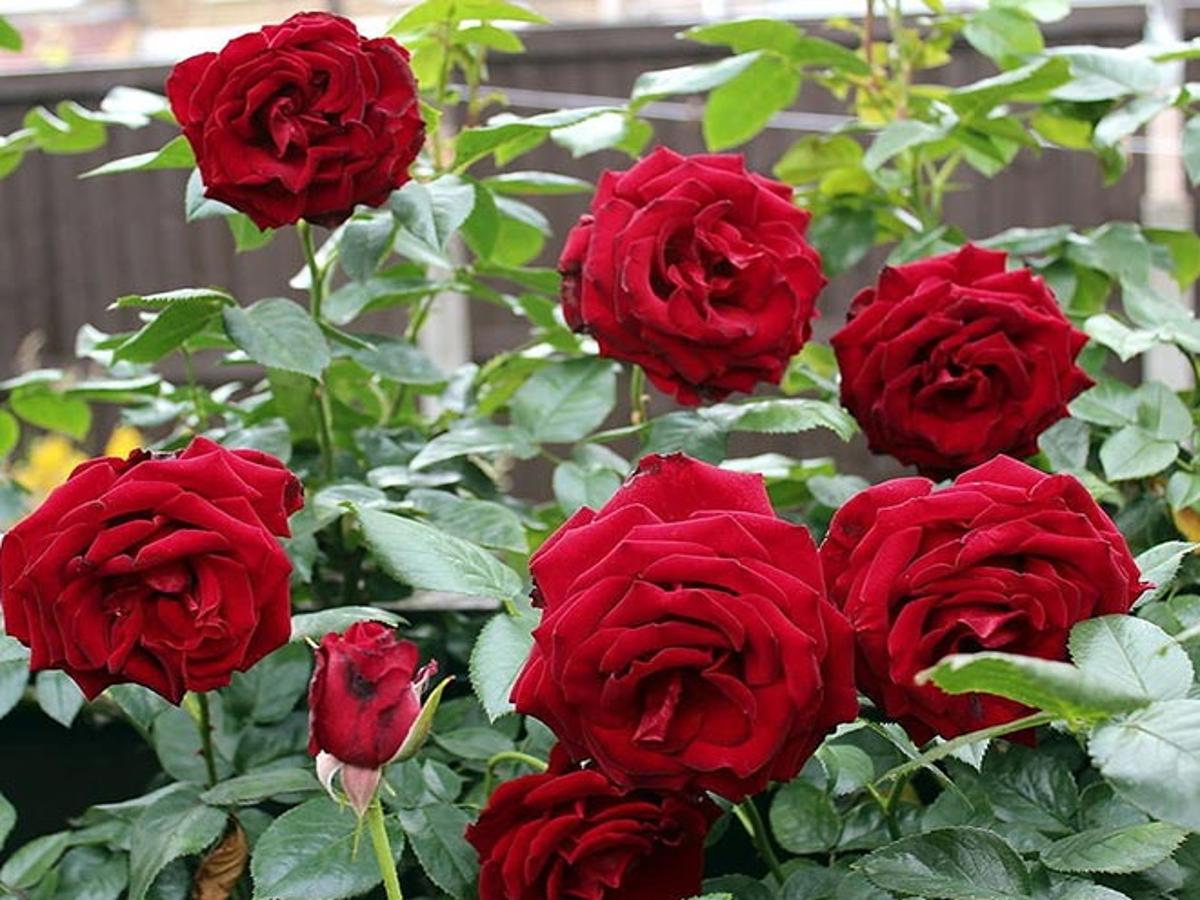 How To Grow Rose Plant At Home -अगर खराब हो जाते हैं आपके गुलाब के पौधे या  नहीं आते हैं अच्छे फूल तो ये 3 हैक्स आएंगे काम