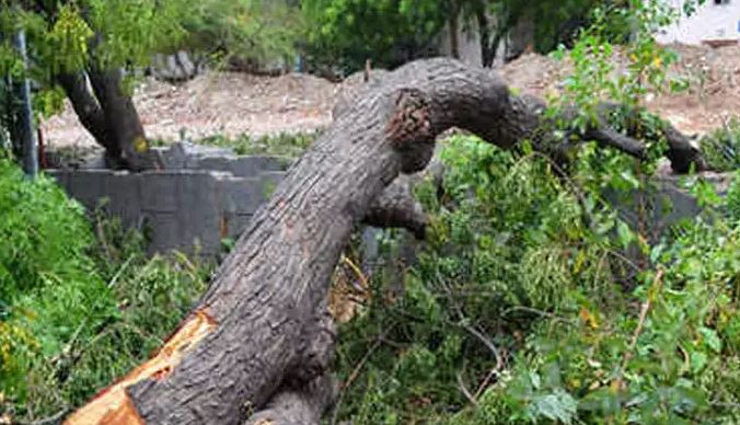 बरेली: वन विभाग की मिली भगत से काट दिए गए पेड़
