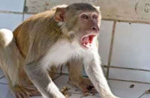 नैनीताल: सुयालबाड़ी क्षेत्र में ग्रामीणों पर हमलावर हो रहे बंदर, वन विभाग नहीं दे रहा ध्यान
