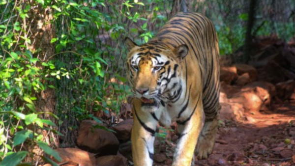 पीलीभीत: महुआ गांव में बाघ की दस्तक, बछड़े को बनाया निवाला