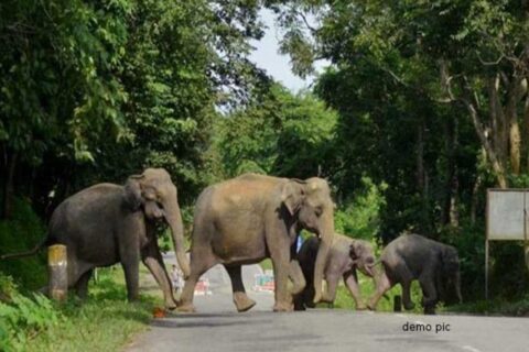 कालाढूंगी-नैनीताल रोड पर अचानक आया हाथियों का झुंड, लगा जाम