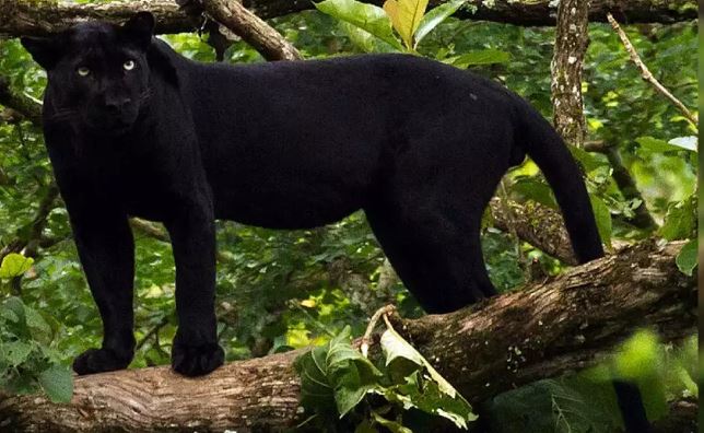 Video: दुर्लभ काले तेंदुए को देखने देश भर से पेंच राष्ट्रीय उद्यान पहुंच रहे सैलानी
