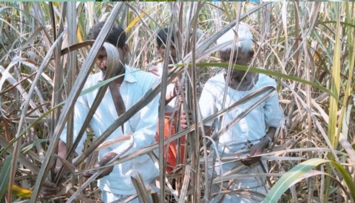 अयोध्या: गन्ना की फसलों में लग रहा रेड रॉट रोग, फसल बचाने की जद्दोजहद कर रहे किसान