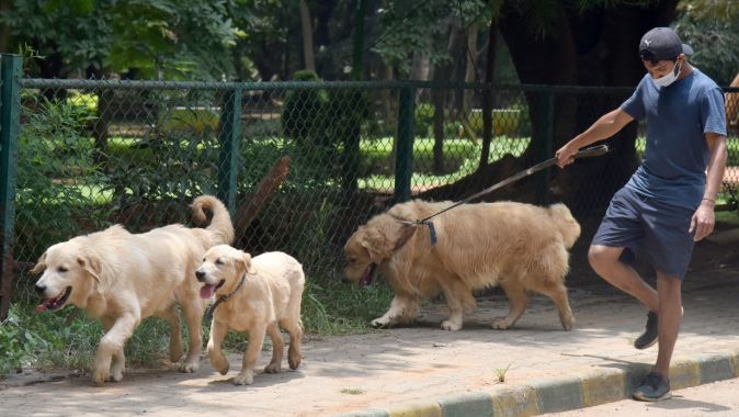 कुत्ता पालें…गलतफहमी नहीं, यहां जानिए डॉग पालने की Guidelines, नहीं तो होगी जेल!