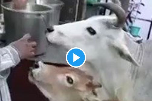 Video: गोलगप्पे देख ललचाया जी, फिर हचक्क के लिए गायों की इस मां बेटी की जोड़ी ने चटखारे