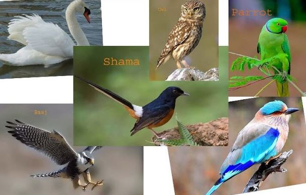झारखंड: वन अधिकारी ने किया पक्षियों की 146 प्रजातियों की पहचान