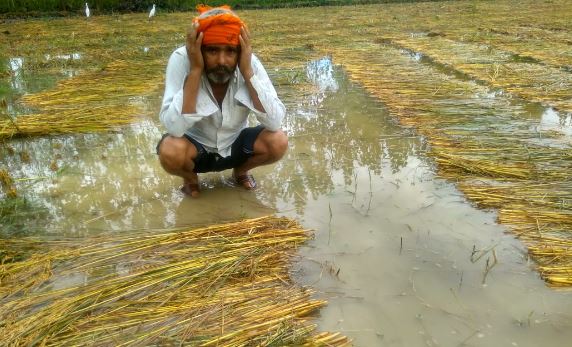 बरेली: दो दिन से हो रही बारिश ने बढ़ाई किसानों की बेचैनी, सब्जी-धान के खेत में भरा पानी