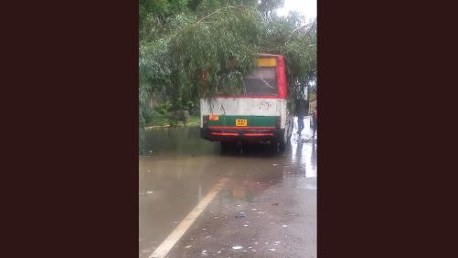 बरेली: तेज बारिश में यूकेलिप्टस का पेड़ रोडवेज बस पर गिरा, टला बड़ा हादसा