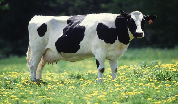 न्यूजीलैंड में गायों की डकार पर कर लगाने की योजना के खिलाफ सड़कों पर उतरे किसान,  50 से अधिक जगहों पर प्रदर्शन