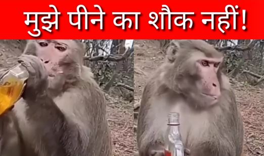 Viral Video: मुझे पीने का शौक नहीं! बस आज पी लेने दे मेरे यार… बंदर बना शराबी, गटागट पी डाली दारू की बोतल