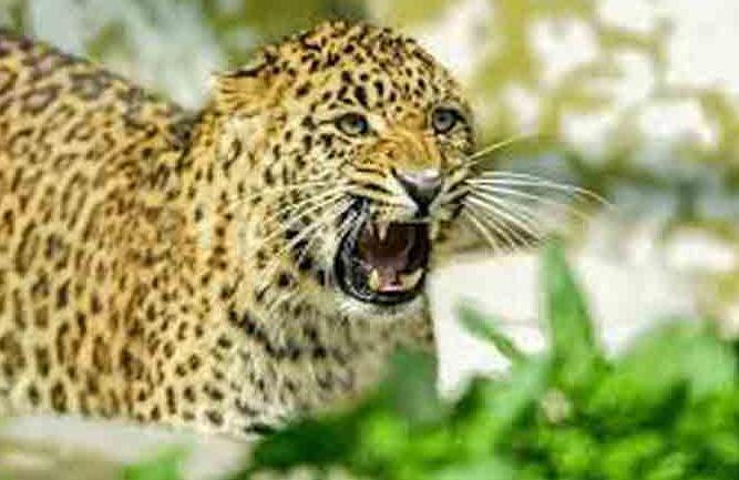 लखीमपुर-खीरी: तेंदुए ने युवक पर हमला कर किया शिकार, वन विभाग ने की हमले की पुष्टि