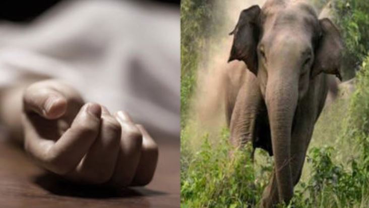 छत्तीसगढ़ : जंगली हाथी के हमले में महिला की मौत