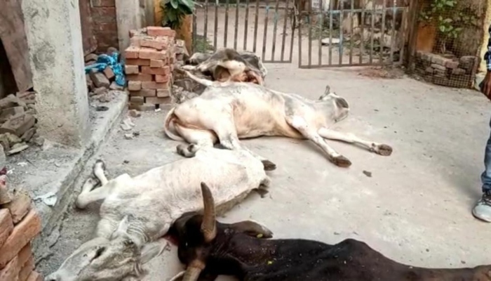हमीरपुर: डिप्टी सीएम के दौरे से पहले गौशाला से लाकर पशु अस्पताल के बाहर फेंके गए चार गौवंश की हुई मौत