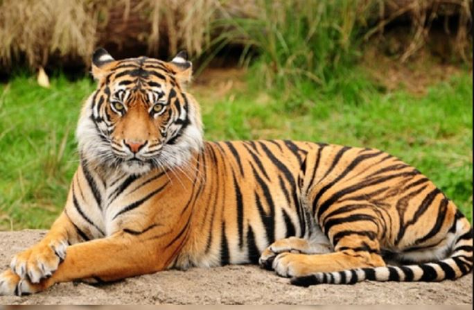 छत्तीसगढ़ में बाघों की संख्या बढ़ाने के लिए मध्यप्रदेश से लाए जाएंगे बाघ