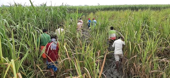 काशीपुर: गन्ने के खेत में मिला श्रमिक का शव