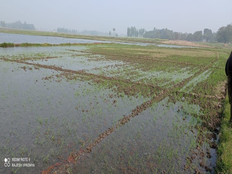 अयोध्या: माइनर कटने से सैकड़ों बीघा गेहूं की फसल जलमग्न, भारी नुकसान 