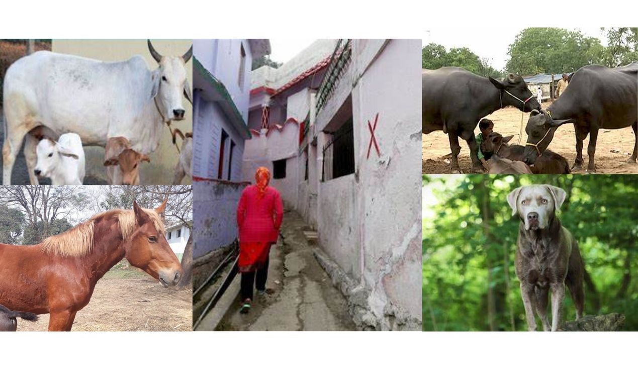 Joshimath Crisis: प्रभावित परिवारों के घर छोड़ने से पालतू जानवरों की बढ़ी परेशानी