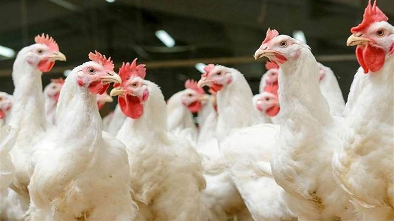 फिर मंडरा रहा बर्ड फ्लू का खतरा, एक लाख मुर्गियों को मारेगा जापान...  निर्यात पर लगा प्रतिबंध 