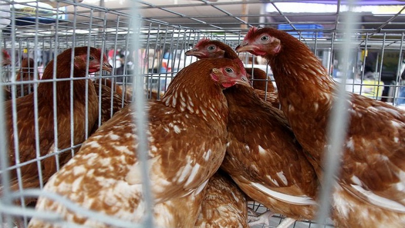 जापान में नए Bird Flu का प्रकोप, चार लाख से अधिक मुर्गियों को मारने का काम शुरू
